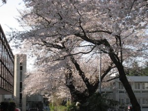 正門の桜２