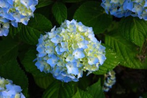 青い紫陽花２（富士山）