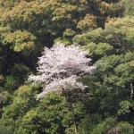 県道宮崎・須木線の桜２