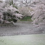 花びらの舞う鶴岡八幡宮