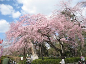 榴ヶ岡公園の桜2