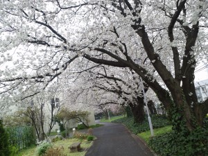 東門桜②