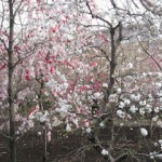 赤、桃色、白の花が乱舞する桜