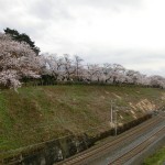 上山の桜