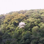 県道宮崎・須木線の桜１