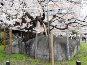 盛岡石割れ桜２