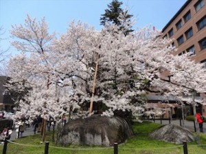 盛岡石割れ桜１