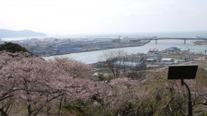 石巻の桜１