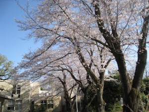 中庭の桜１