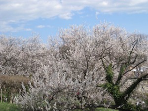 榴ヶ岡公園の桜4