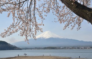 2013．4富士と桜