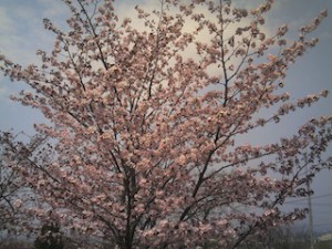 旭川の桜