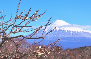 3　月    梅園　岩本山