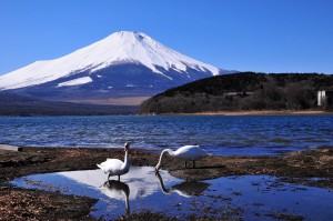 2　月  白鳥と逆さ富士