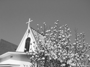 白木蓮と柳井教会十字架