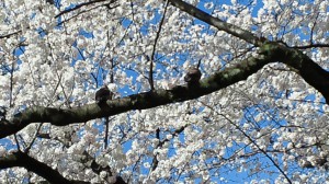 桜の枝でくつろぐ地鳩