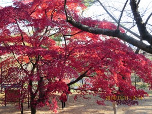 千秋公園の紅葉１０