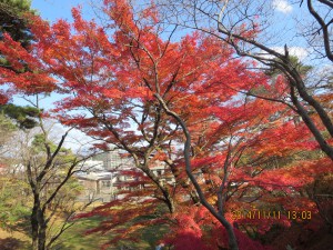 千秋公園の紅葉５