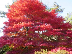 千秋公園の紅葉１