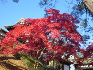 千秋公園の紅葉１１
