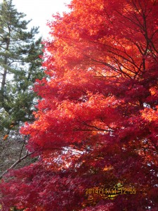 千秋公園の紅葉４
