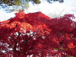 千秋公園の紅葉６