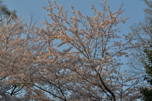 井の頭公園桜１