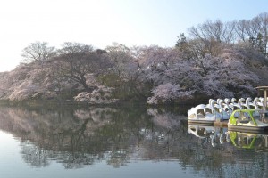 井の頭公園桜５